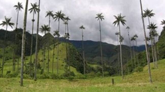 La meta inicialmente es sembrar las especies en Filandia y Salento.