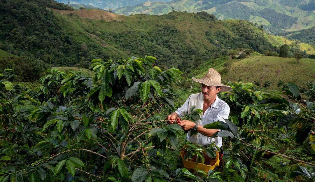 Producción de café