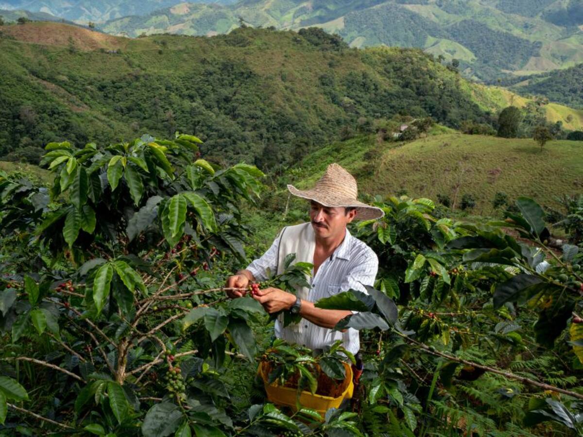 Producción de café en junio presentó una reducción del 10%