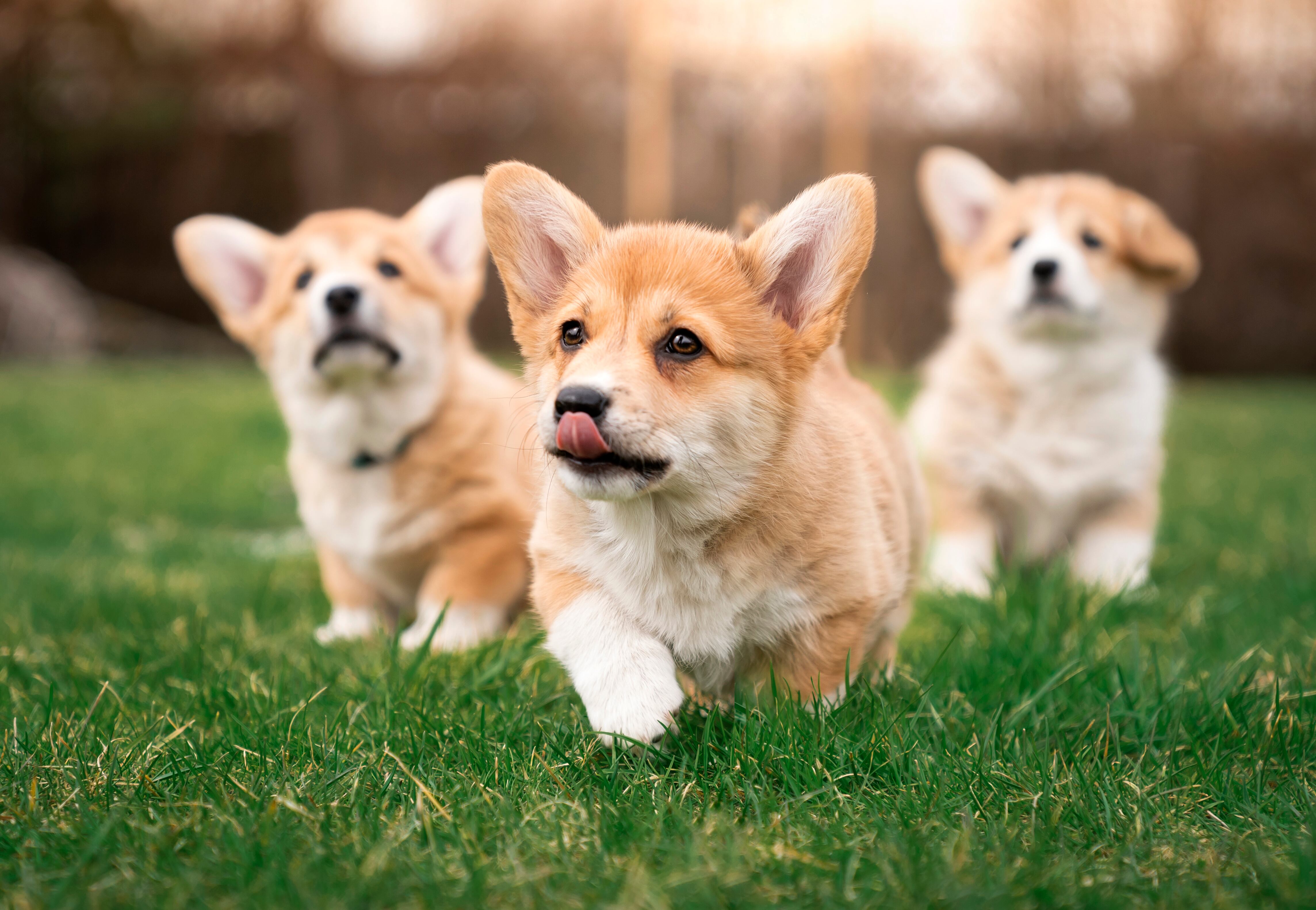 Perros de raza corgi corriendo en el parque (Foto vía Getty Images)