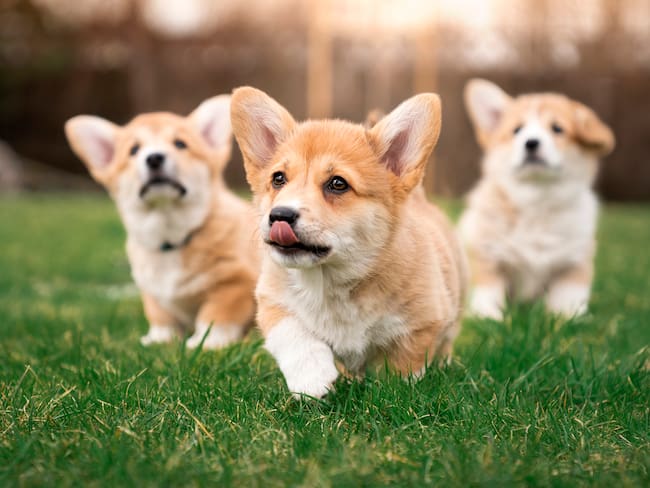 Perros de raza corgi corriendo en el parque (Foto vía Getty Images)