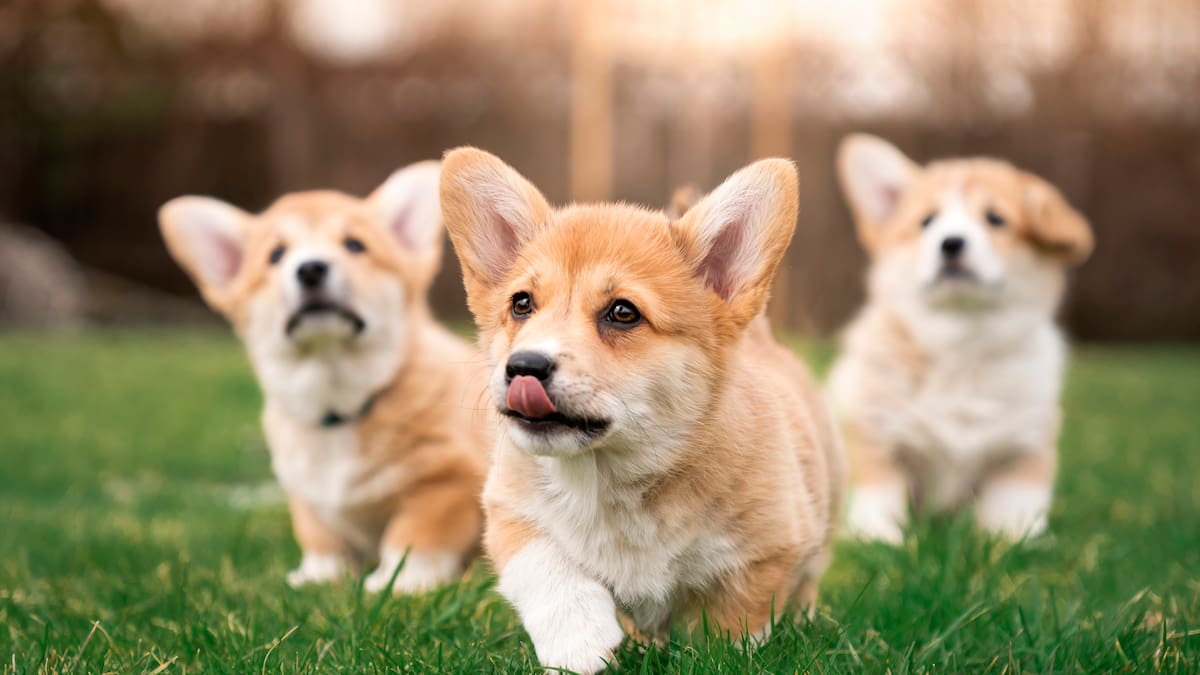¿Cuánto cuestan los corgi? La raza de los perros de la reina Isabel