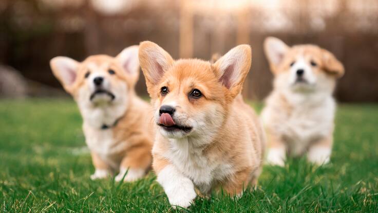 Perros de raza corgi corriendo en el parque (Foto vía Getty Images)