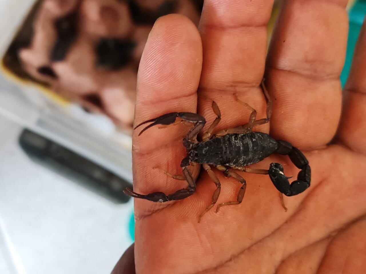 Alacranes incautados en Antioquia. Foto: cortesía.
