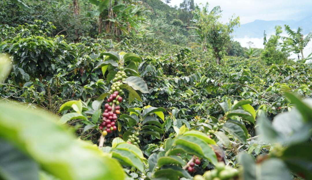 Cafetales en el Tolima