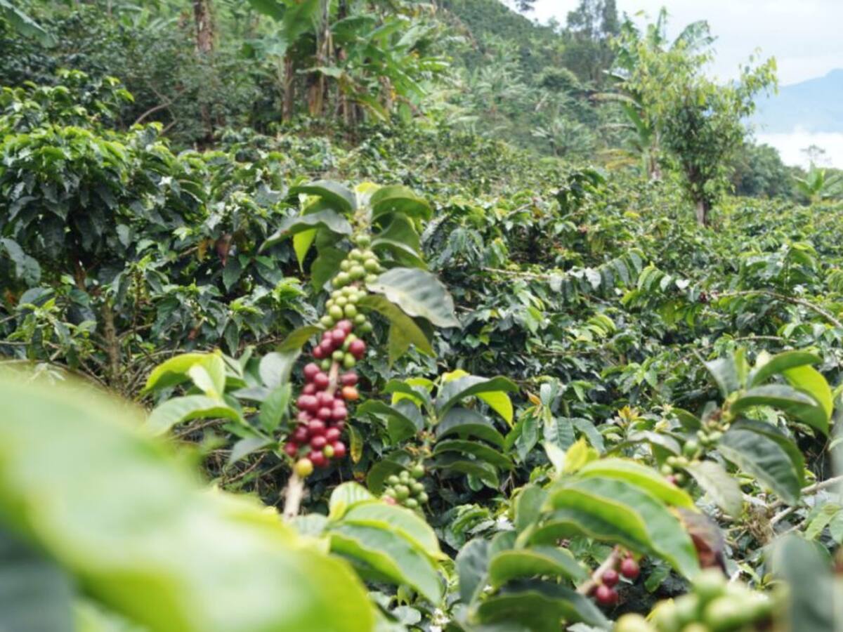 Renovación de cafetales y entrega de maquinaria, lo destacado en Tolima