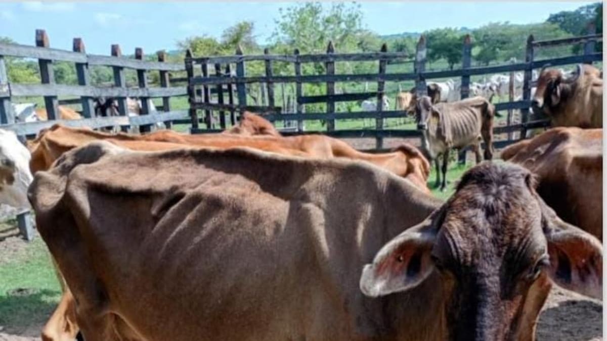 Ganaderos del Huila afrontan pérdidas por sequía y disminución en la producción de leche