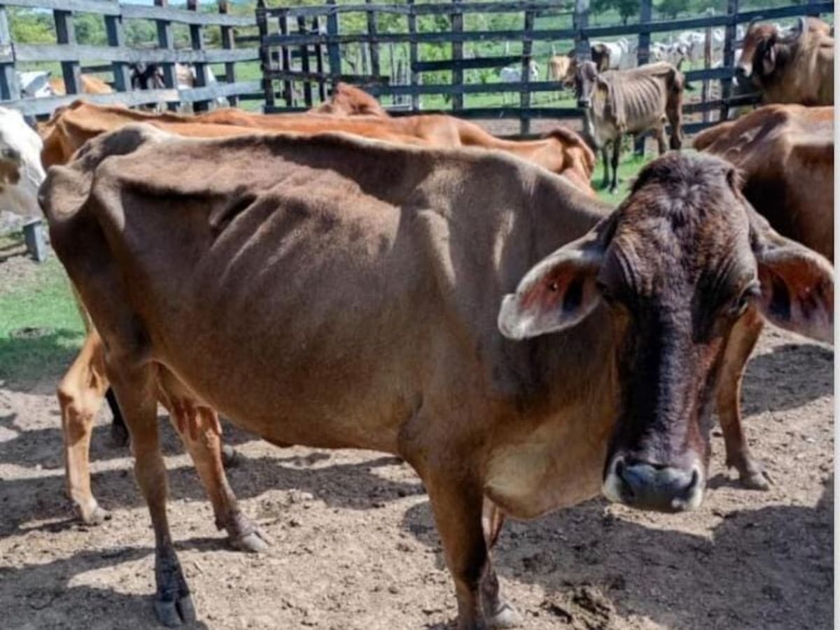 Ganaderos del Huila afrontan pérdidas por sequía y disminución en la producción de leche