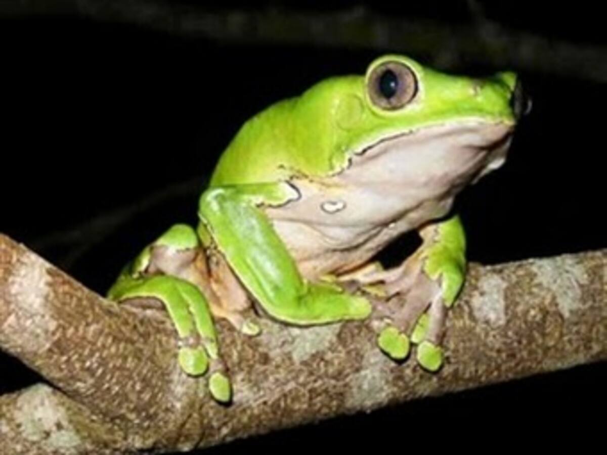 Al rescate de la rana gigante