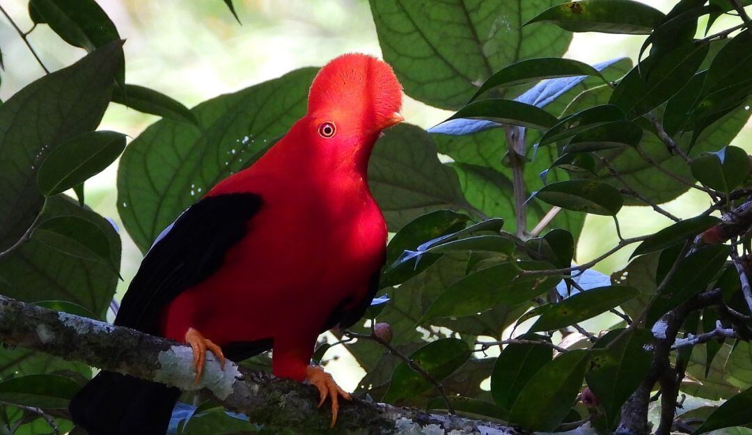 Especies identificadas en el Distrito de Conservación de suelos Campoalegre