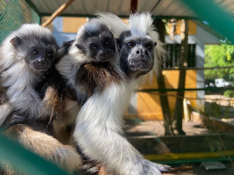 Alcaldía de Cartagena