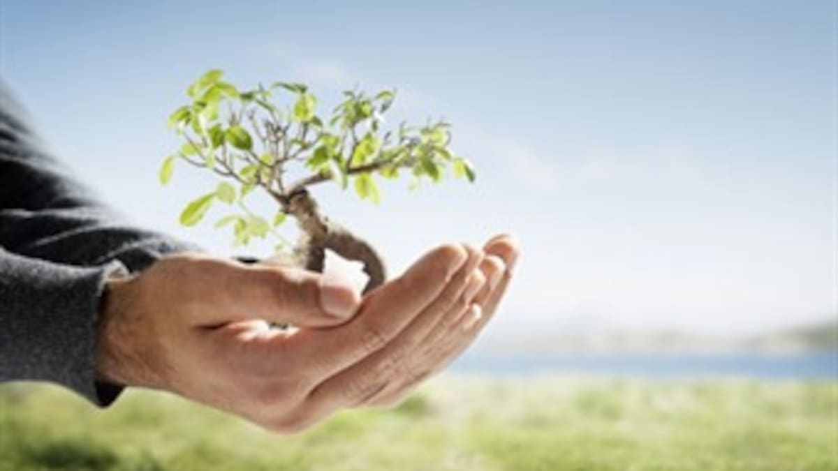 Exitoso proyecto de reforestación en Antioquia