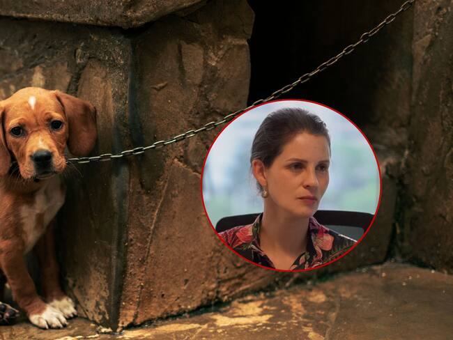 ¿Lo podrían multar por dejar a su mascota sola en casa? Esto dice la Ley