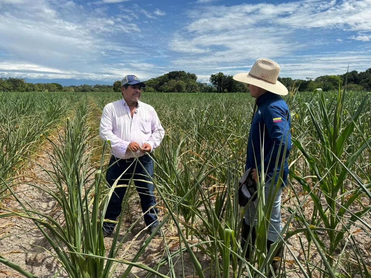 Fenalce reporta pérdidas de $40.000 millones en cultivos de maíz del Tolima por la sequía
