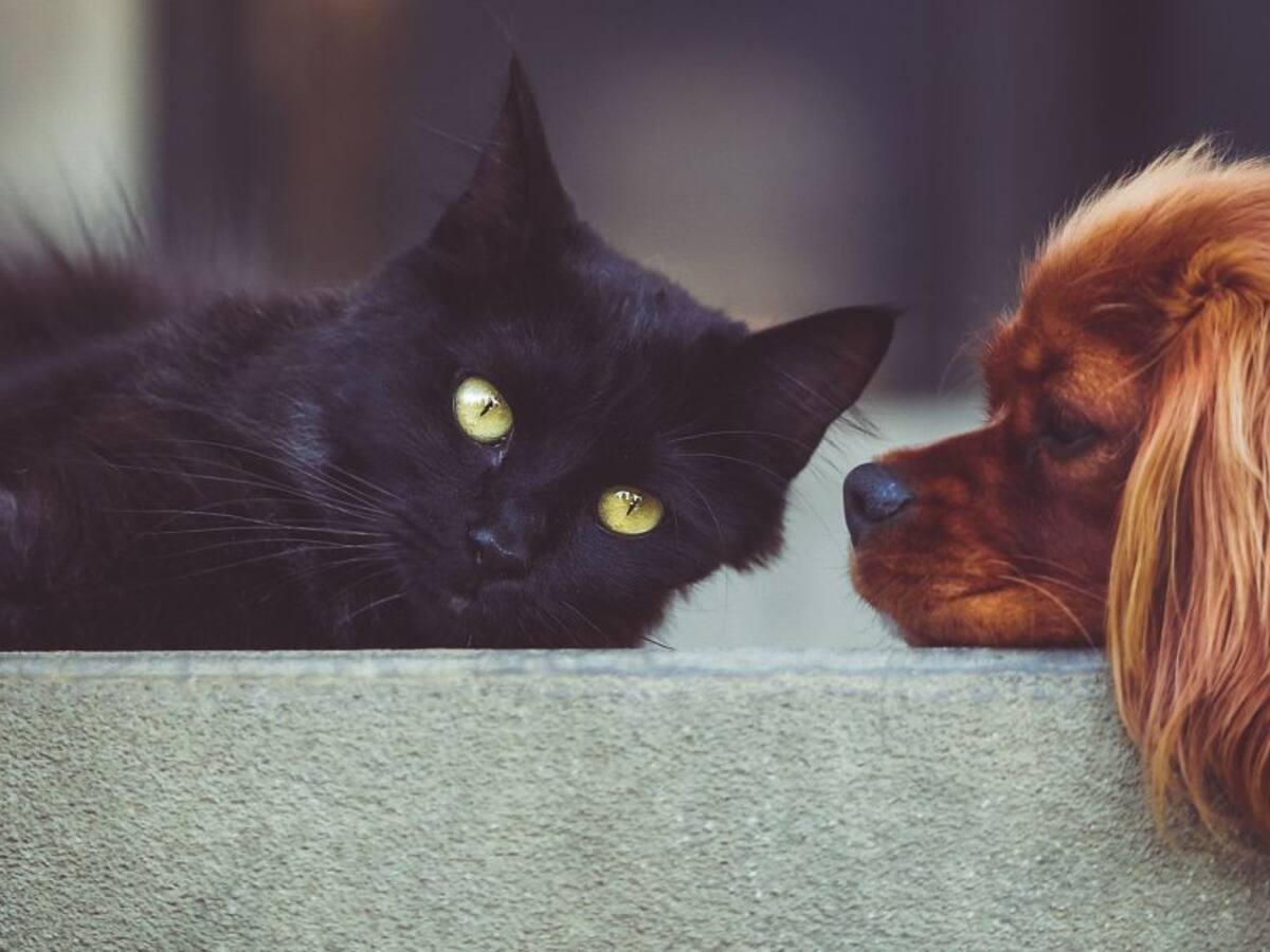 ¿Es bueno que las mascotas lleven una dieta vegetariana?