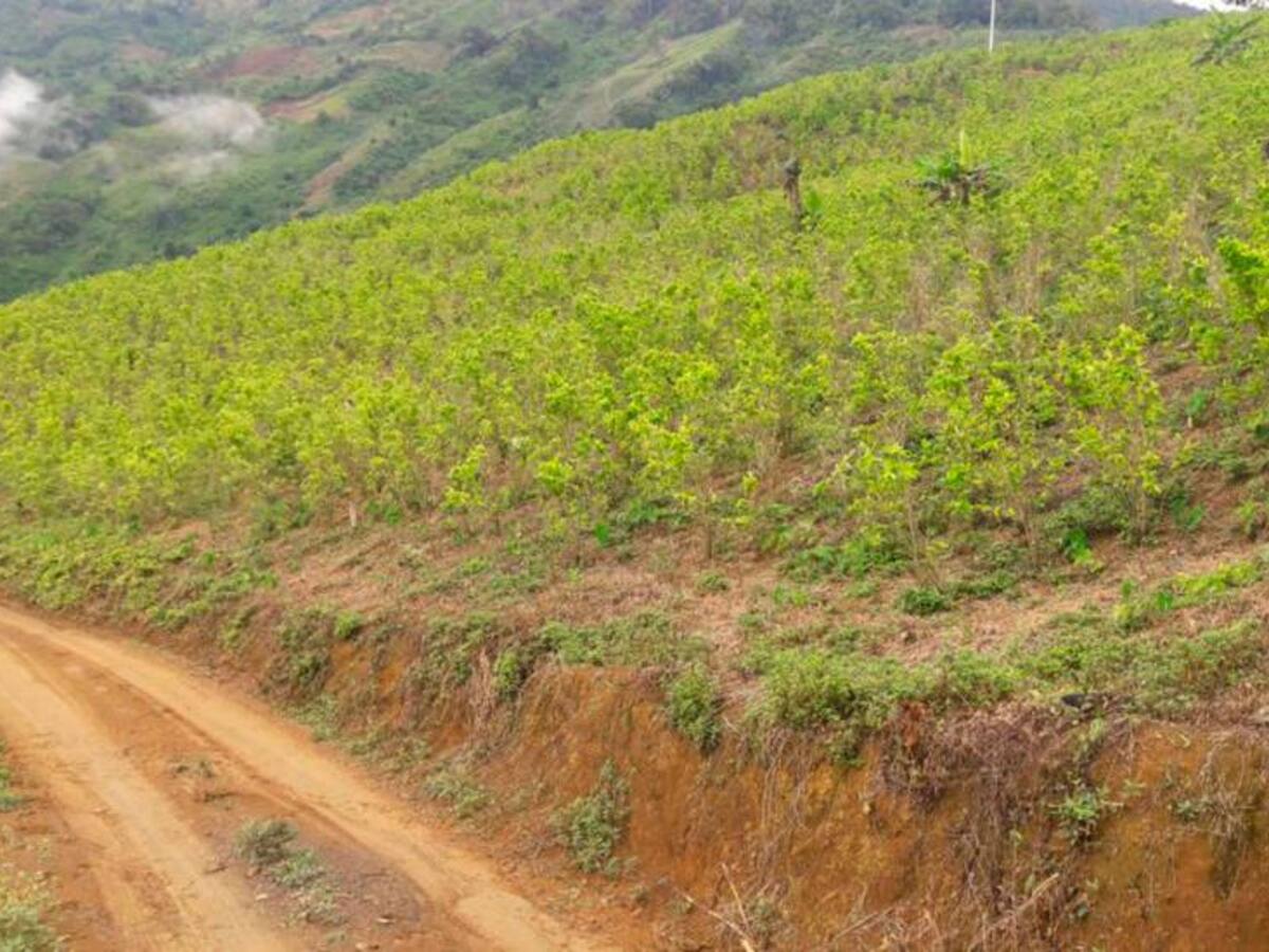 En Antioquia esperan visto de Duque para retomar fumigación con glifosato