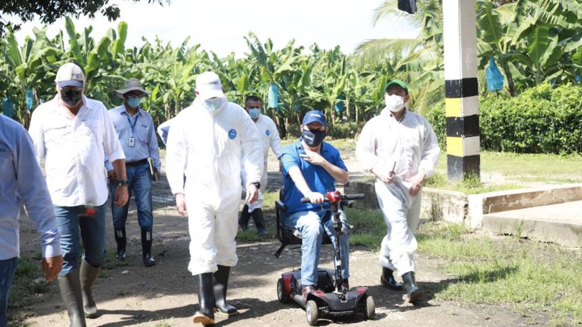 Bioseguridad en fincas bananeras está por encima de lo establecido por ICA