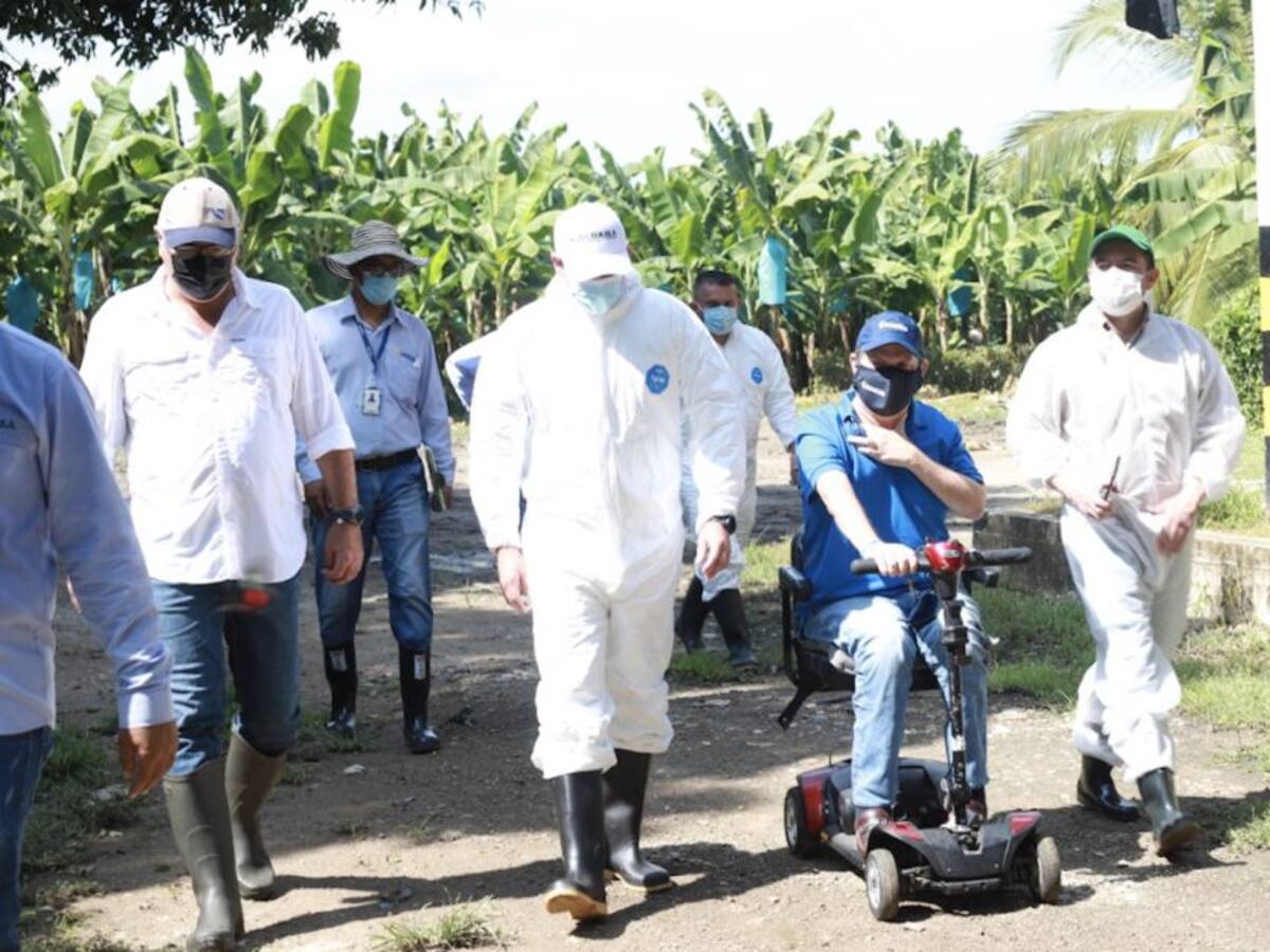 Bioseguridad en fincas bananeras está por encima de lo establecido por ICA