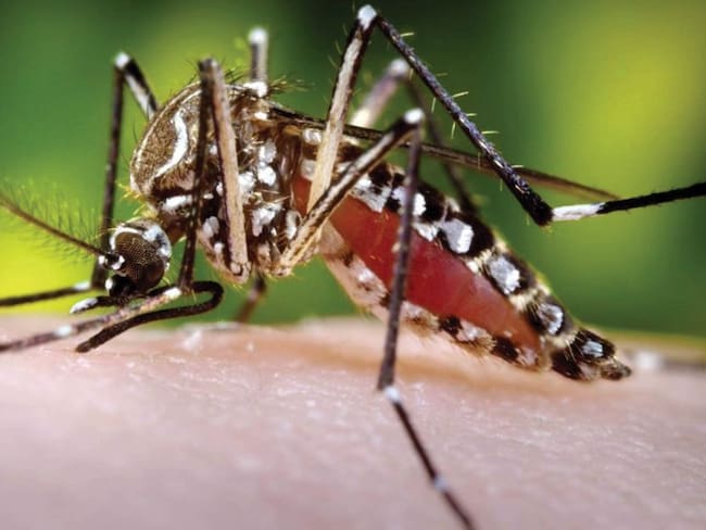 Colombia en alerta epidemiológica por dengue
