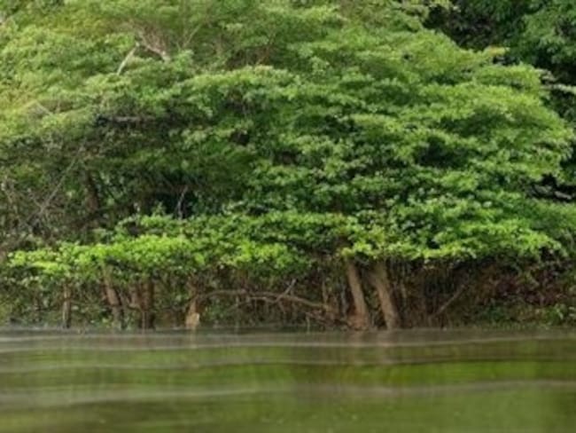 Indios de la Amazonía brasileña comienzan a sufrir enfermedades