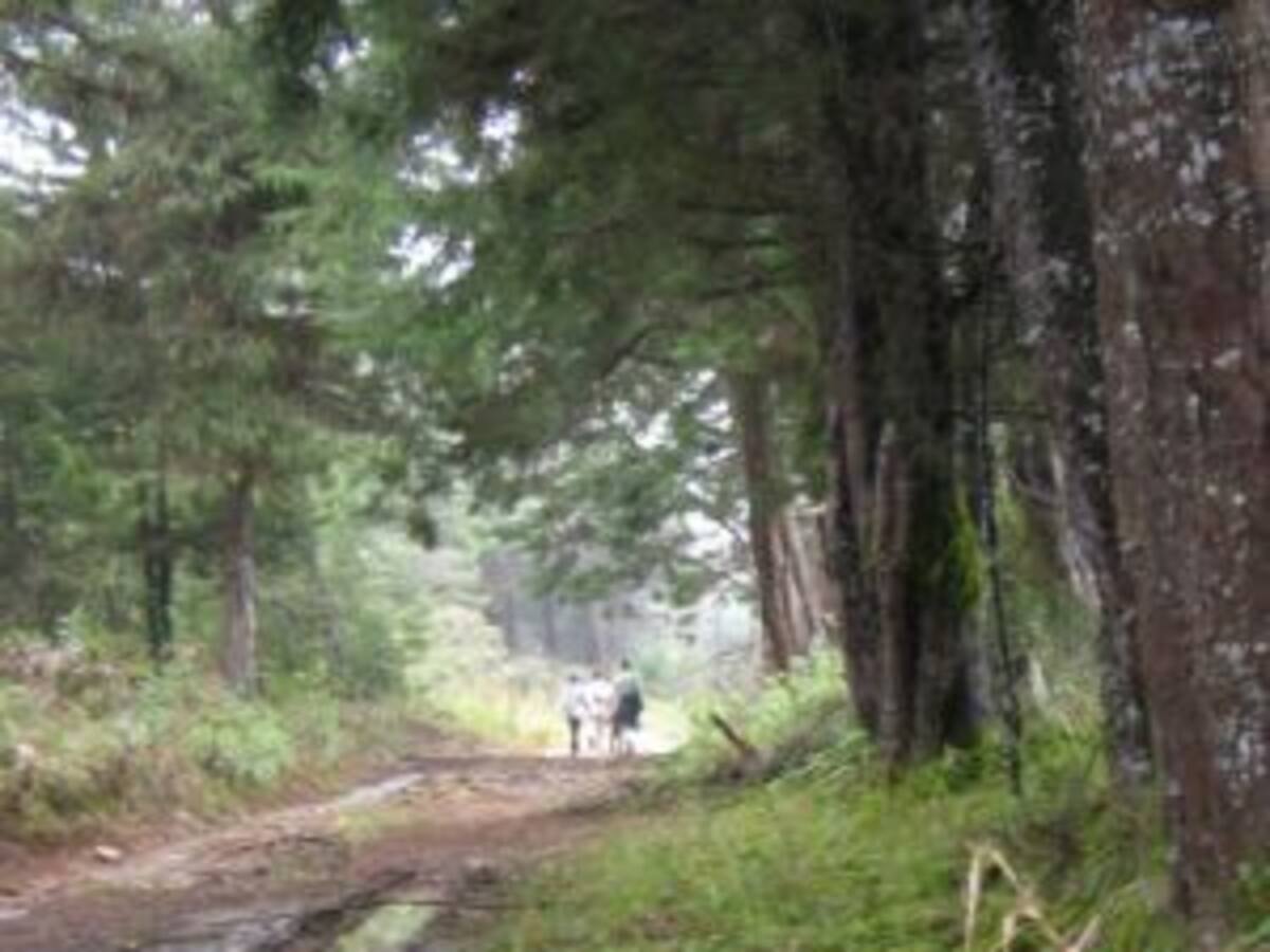 A ocho caminantes les robaron cerca de $25 millones en zona boscosa de Santa Elena