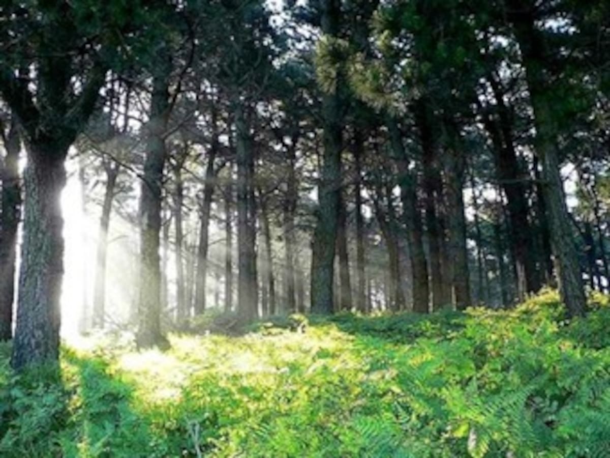 Año Internacional de Bosques en Perú, segundo país de América en selvas