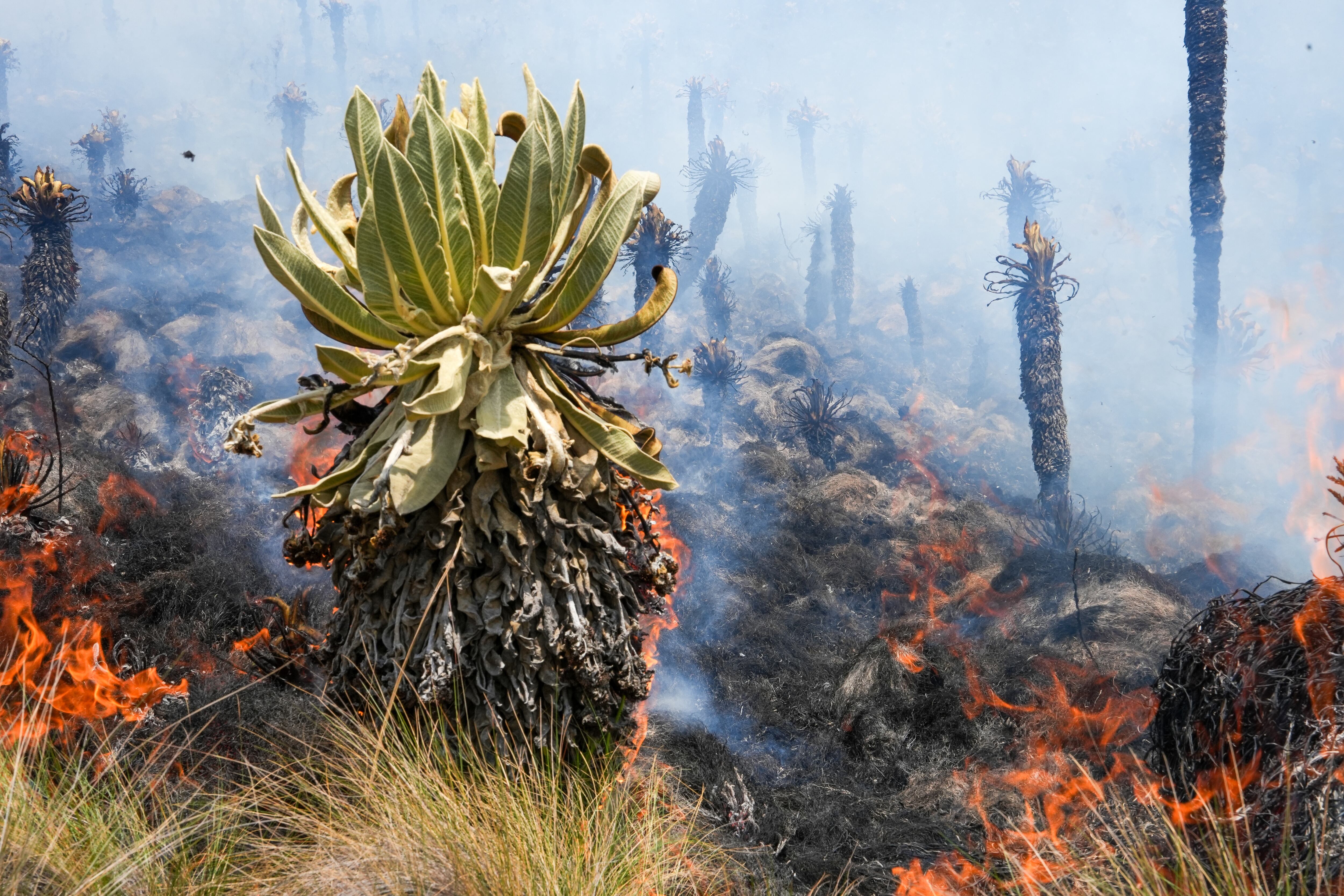 127 hectáreas de páramo han sido arrasadas por el fuego en Boyacá