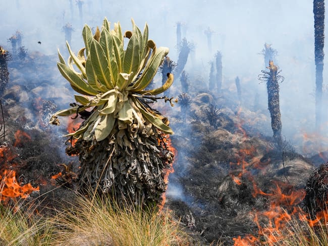 127 hectáreas de páramo han sido arrasadas por el fuego en Boyacá