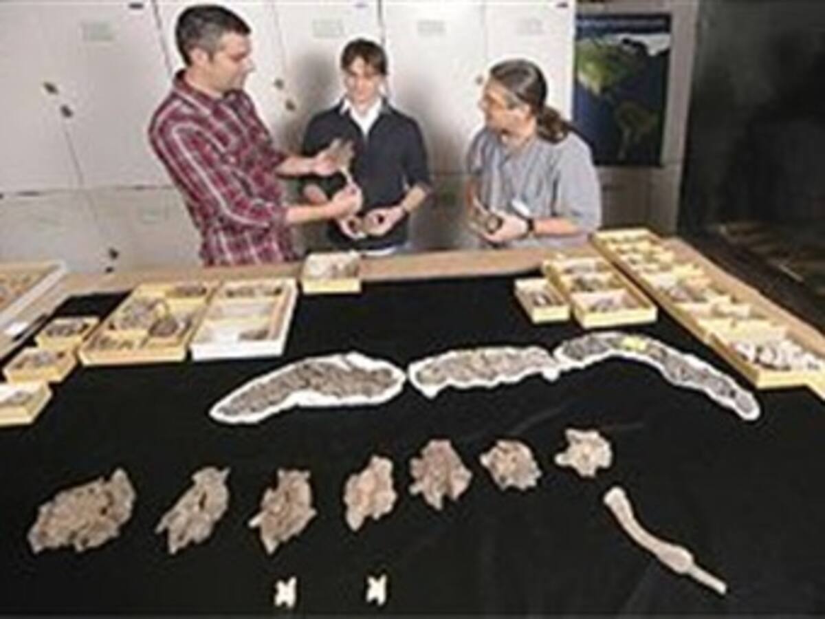 Encuentran fósil de serpiente gigante en la Guajira