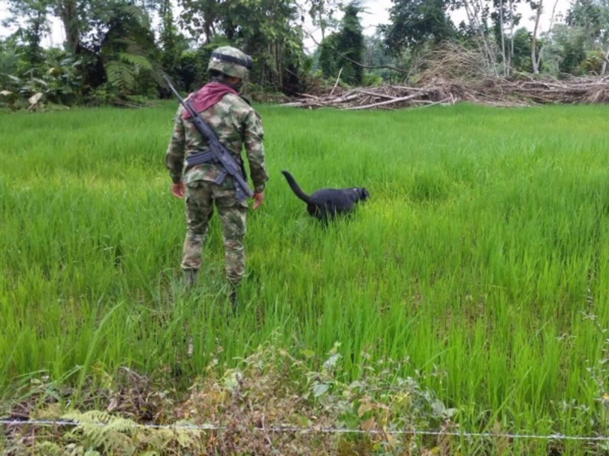 Desactivan en Nariño minas antipersona sembradas en un cultivo de arroz