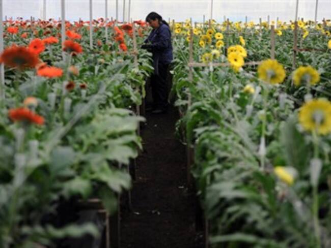 Flores, el primer producto que Colombia enviará a EEUU tras la entrada en vigencia del TLC