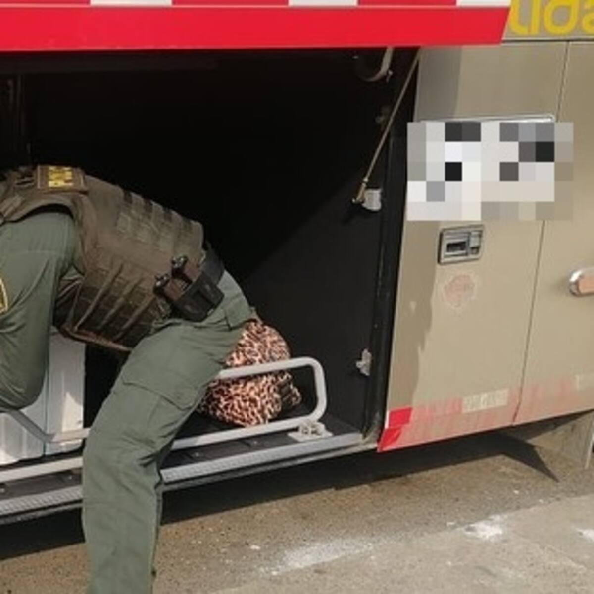 La Policía Urabá recupera fauna silvestre valorada en $25 millones