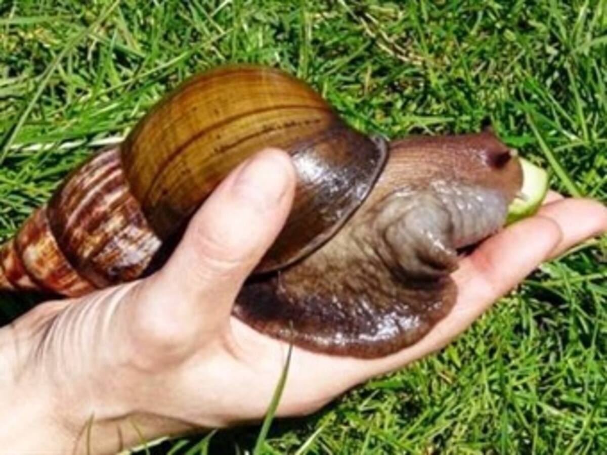 Caracoles gigantes invaden Puerto Asís, Putumayo