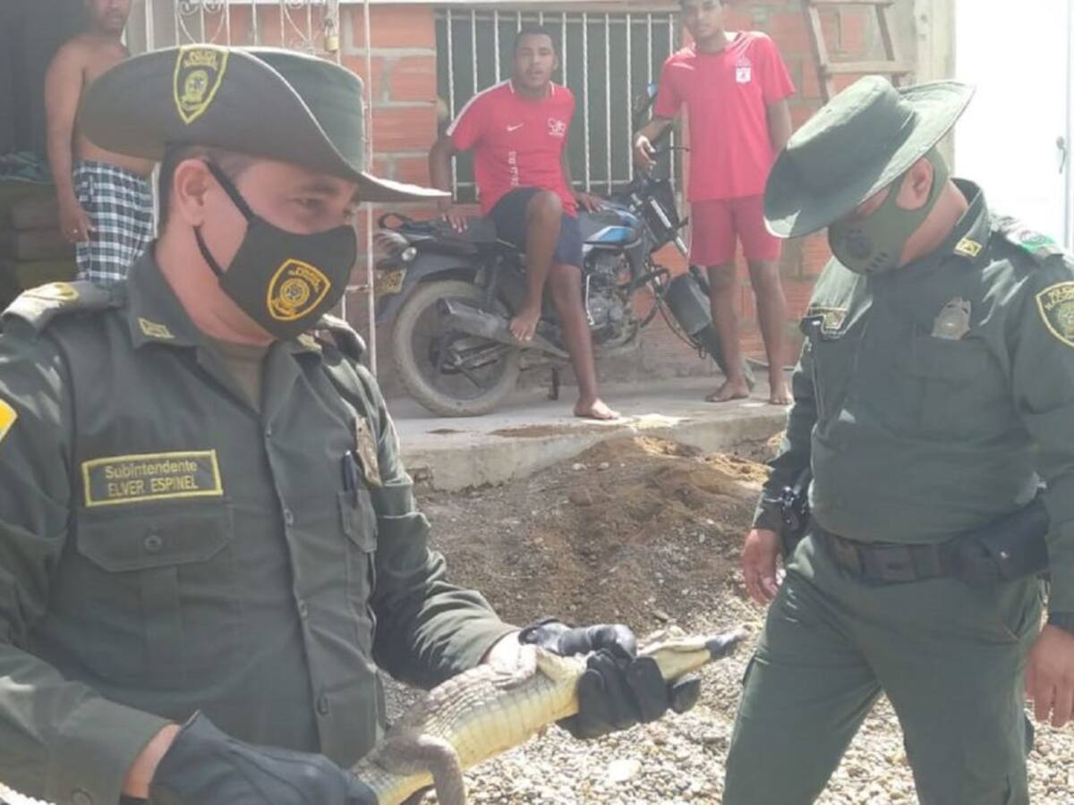 Policía Ambiental rescata especies de fauna silvestre en Cartagena