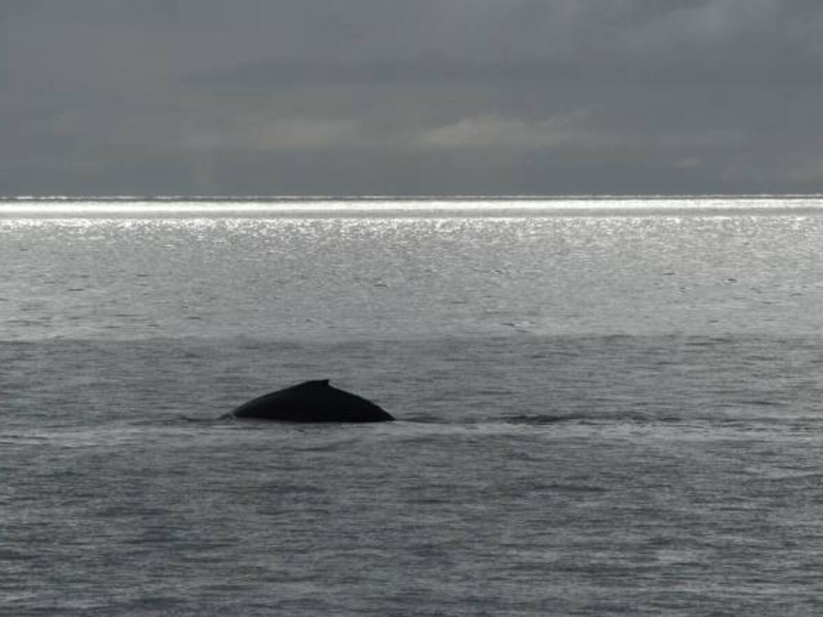 En fotos: Gorgona paraíso de fauna y flora