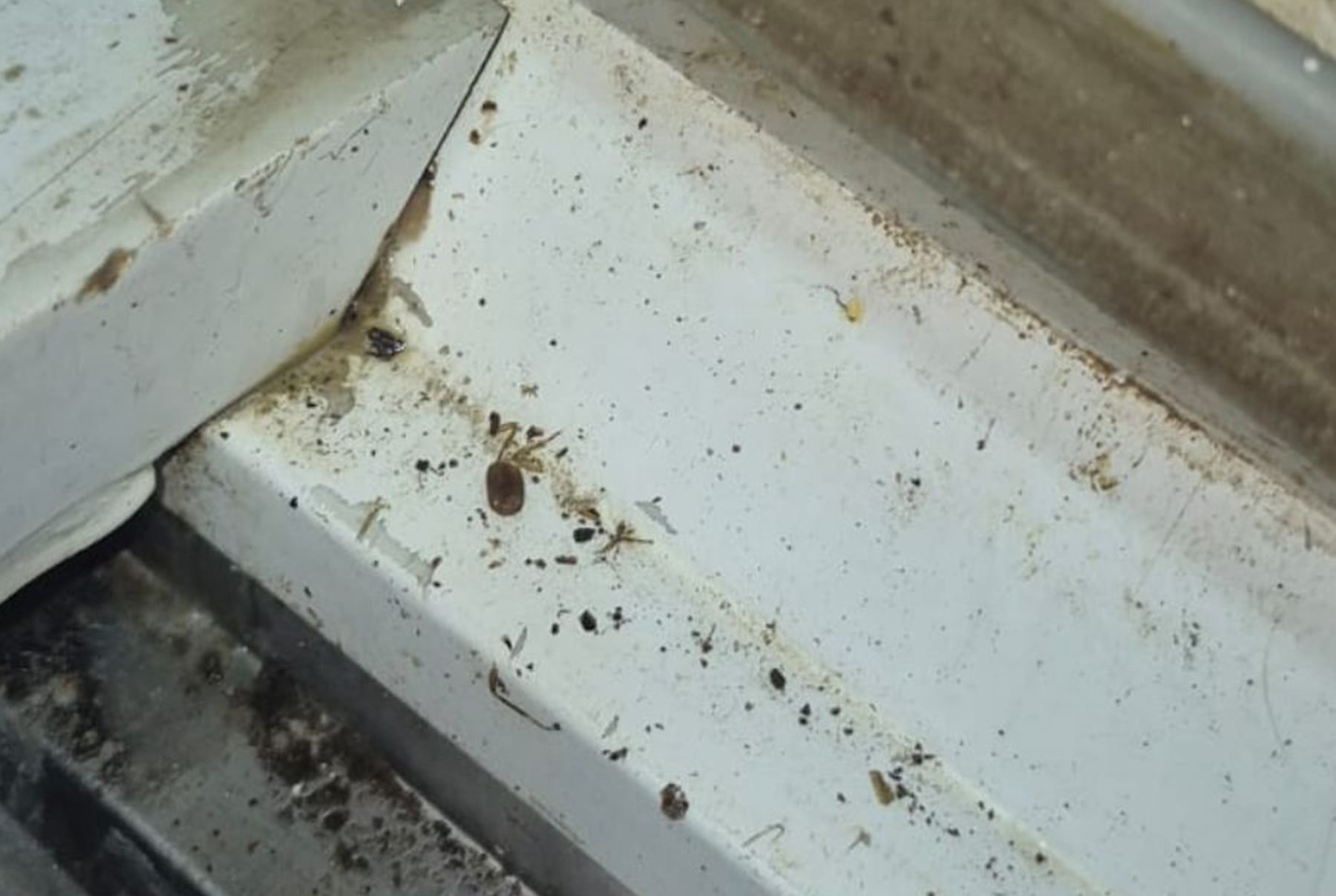 Encontraron cucarachas en dos restaurantes de Ibagué