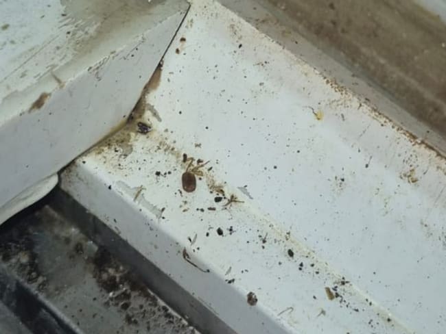 Encontraron cucarachas en dos restaurantes de Ibagué