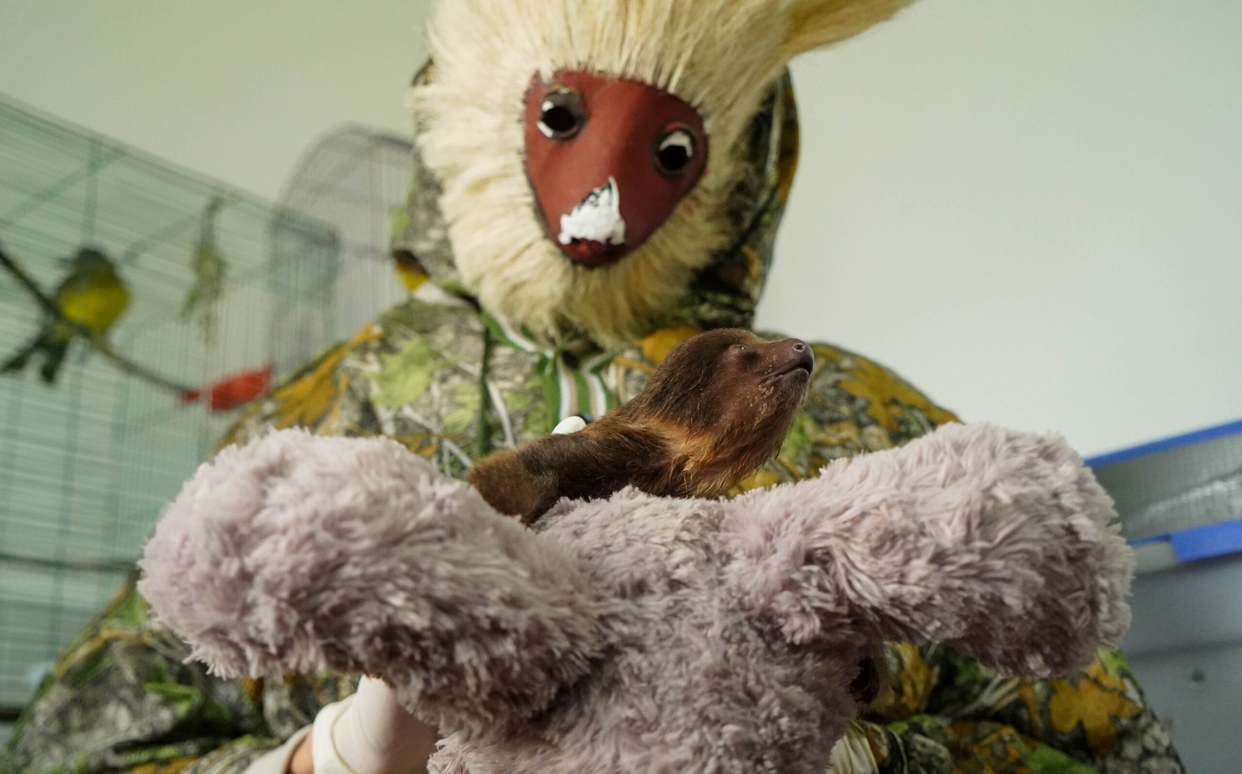 Expertos se camuflan con los animales silvestres rescatados para su cuidado y rehabilitación