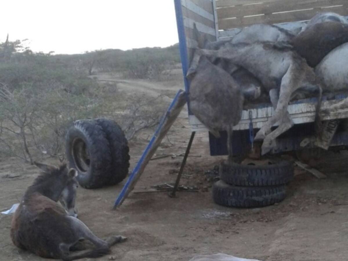 Banda de delincuentes se roban los burros y los sacrifican para vender el cuero