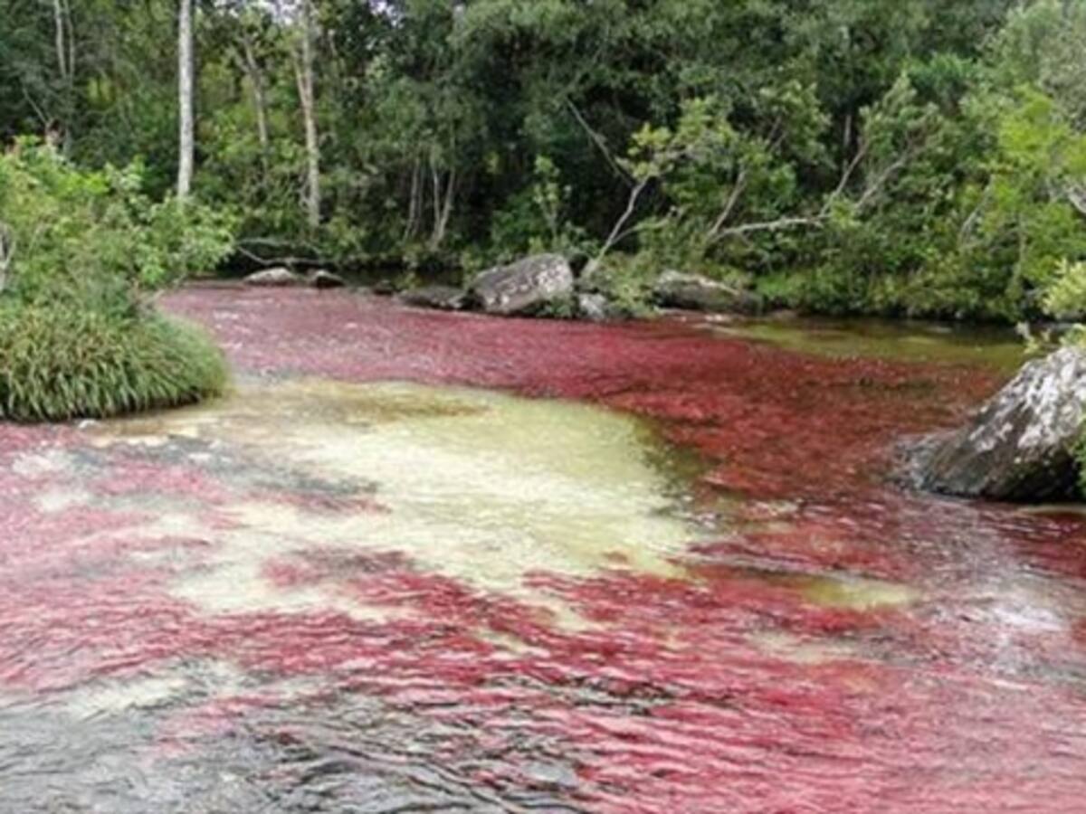 Piden a Cormacarena responder por entrada de carros a Caño Cristales