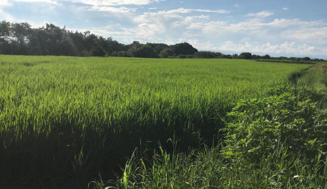 Lote de arroz en el municipio de Saldaña, Tolima