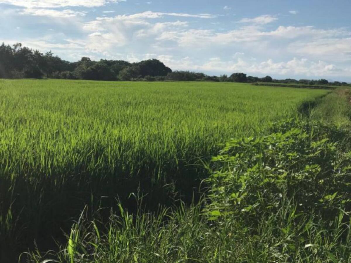 Costo de insumos golpea a los agricultores