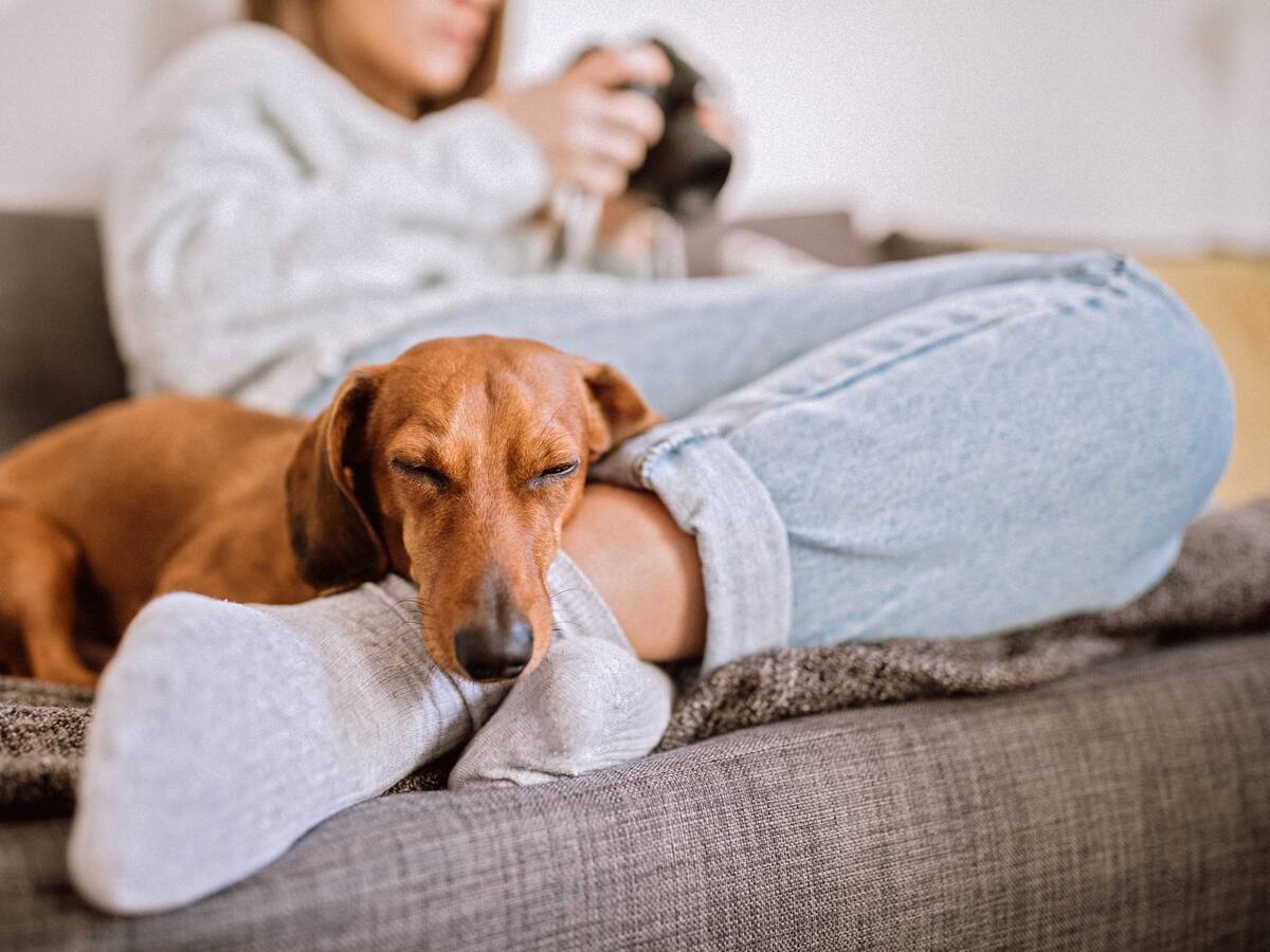 ¿Los perros sueñan? La ciencia lo explica