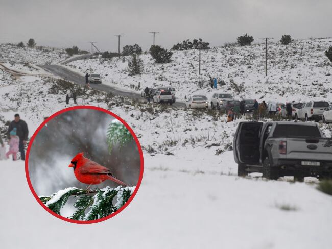 Lluvia de nieve invadió África // 8 de julio RODGER BOSCH // Getty Images //