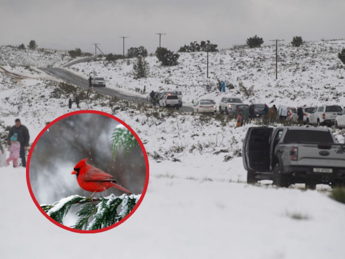 ¿Qué causo este fenómeno? Impactante lluvia de nieve invadió África