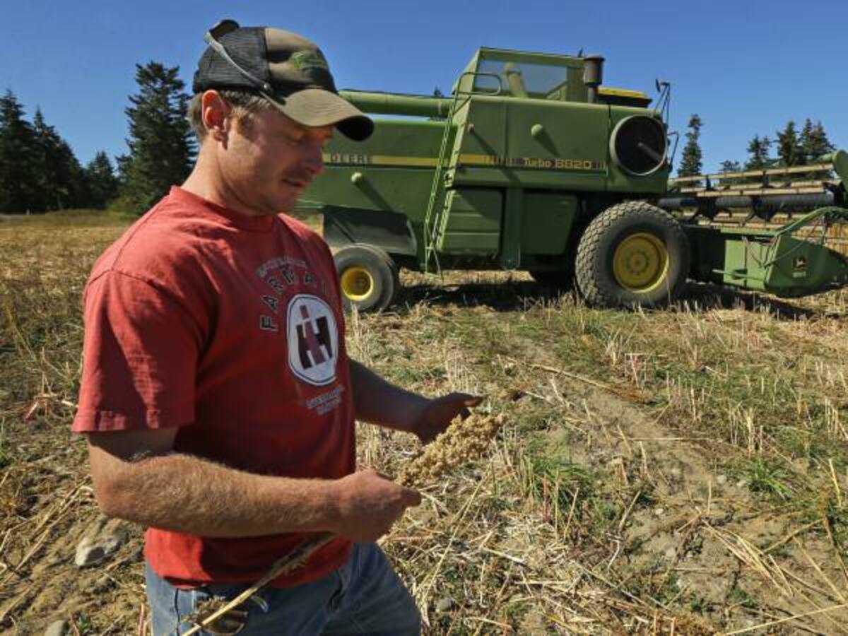 Estados Unidos se arriesga a cultivar quinua