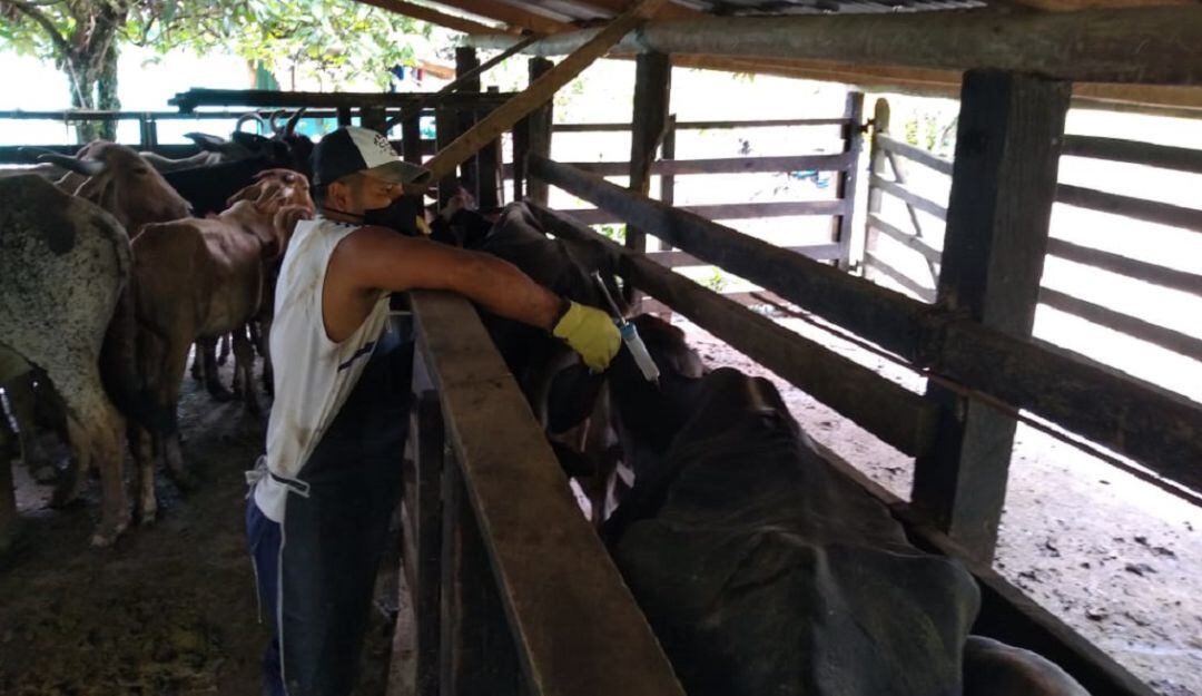 Vacunación contra la fiebre aftosa y la brucelosis bovina