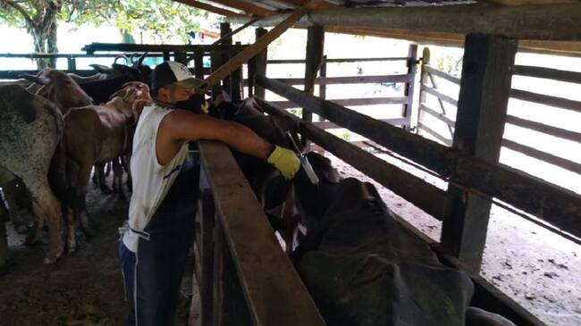 Vacunación contra la fiebre aftosa y la brucelosis bovina