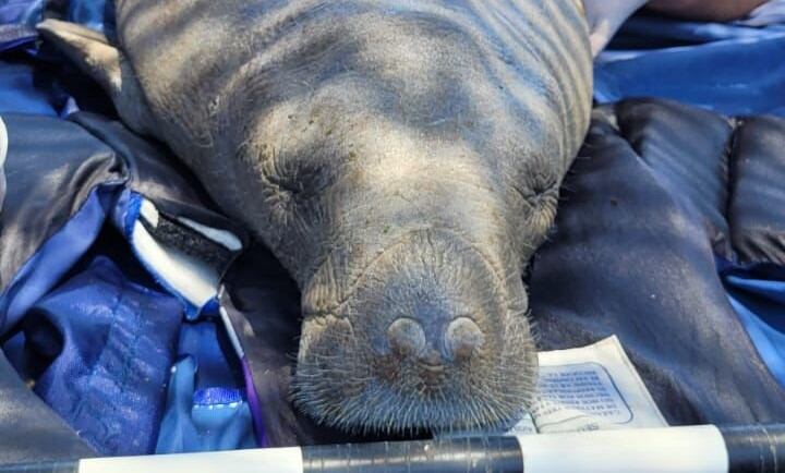 Manatí hallado en playa de Santa Marta . Corpamag