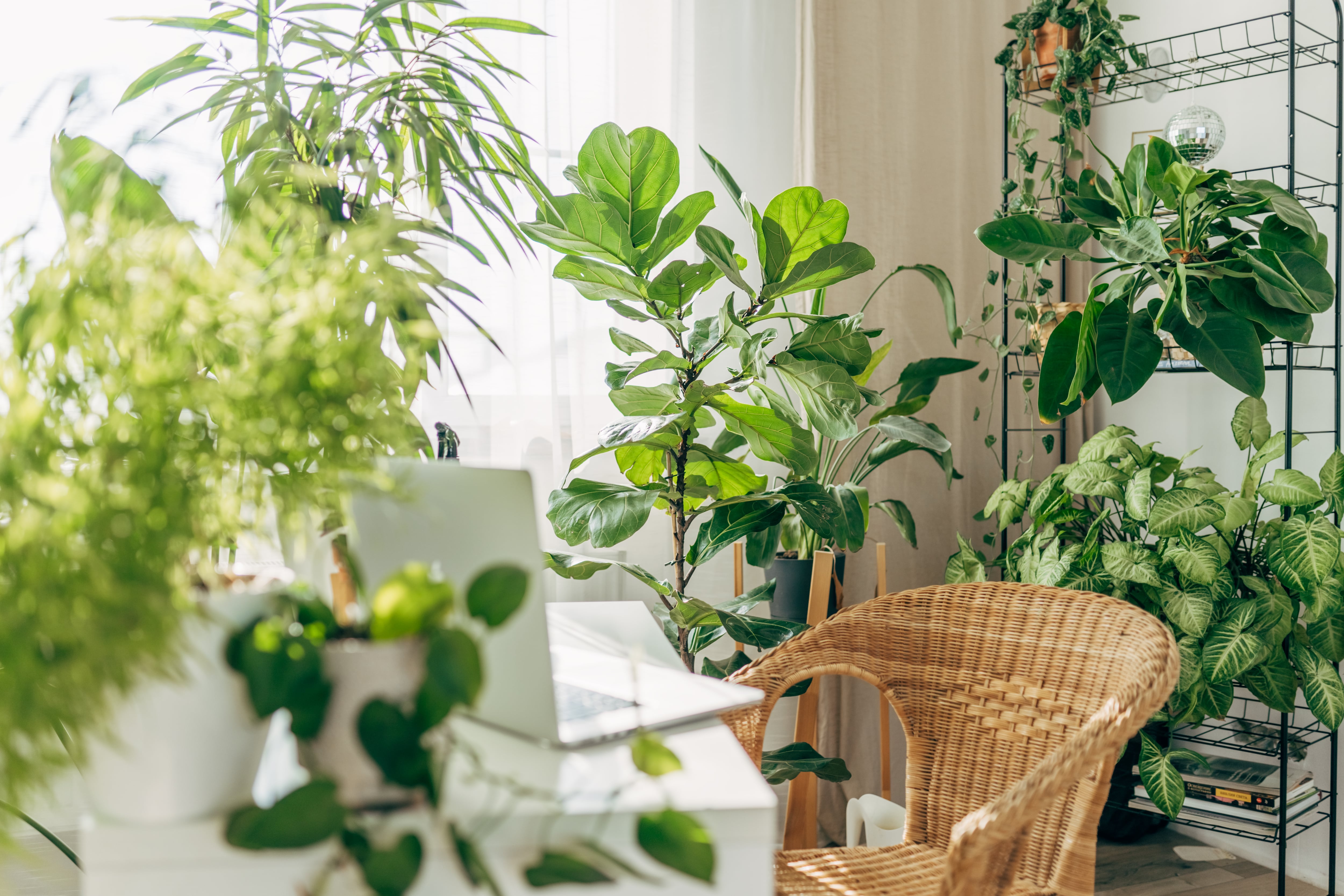 Plantas para interiores - Getty Images